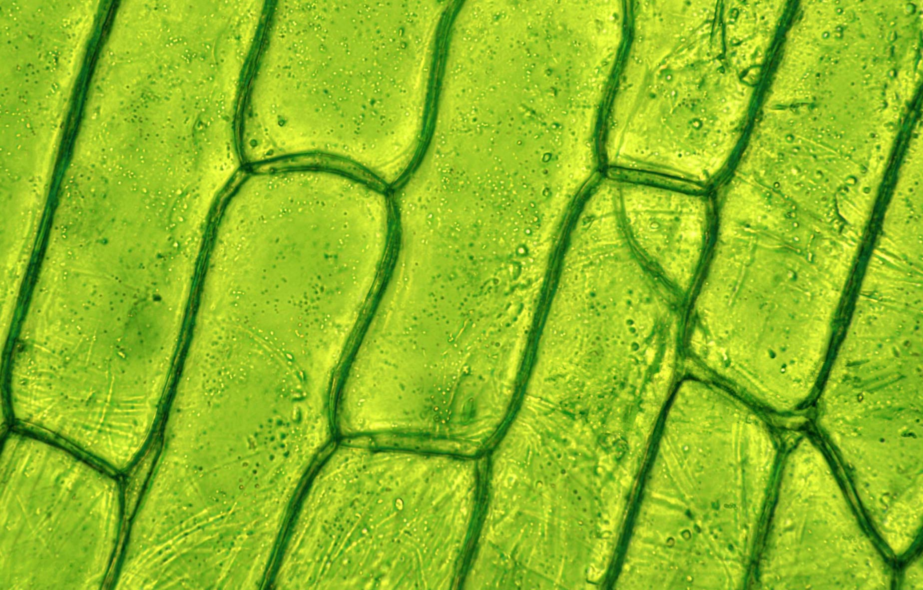 Diagramma Molecola CO2